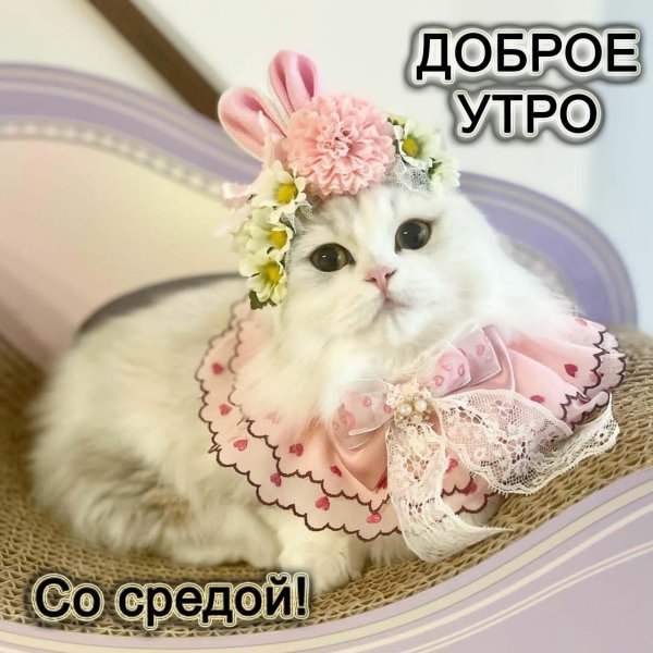 доброе утро недовольный