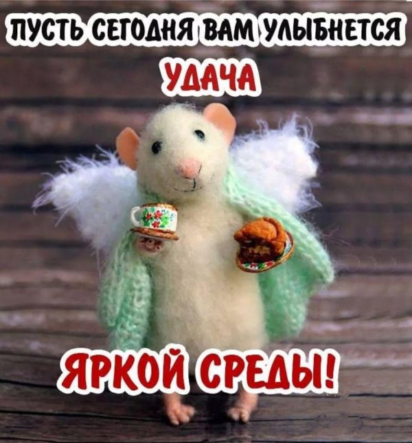 среда доброе утро прикольные для поднятия настроения