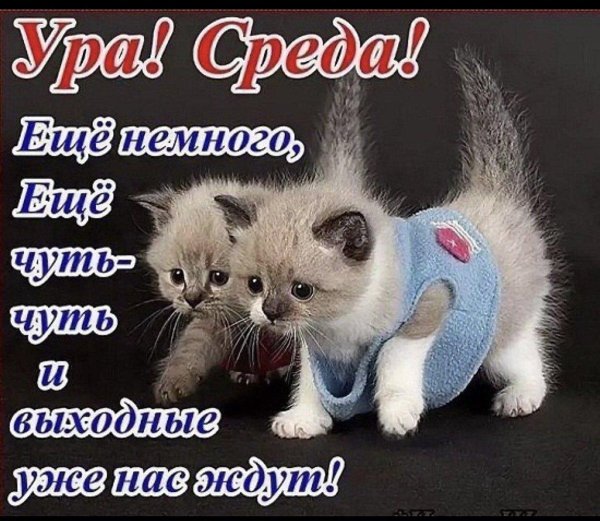 поздравляю со средой