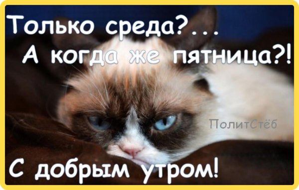 недовольная кошка