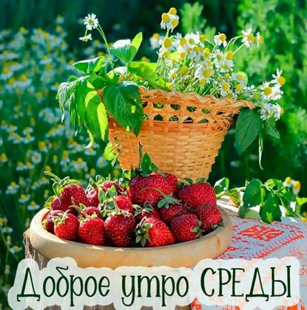 летнее утро доброе