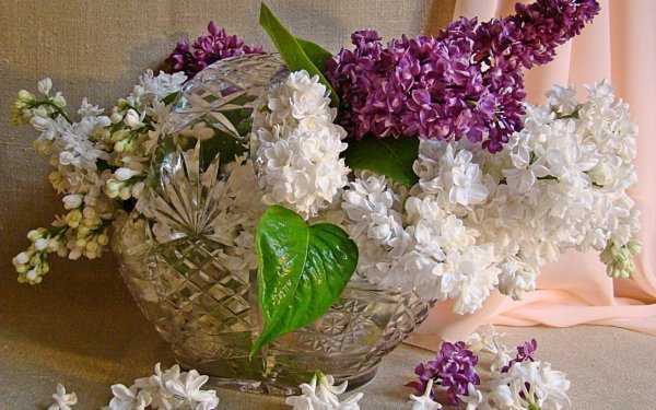 ваза с сиренью