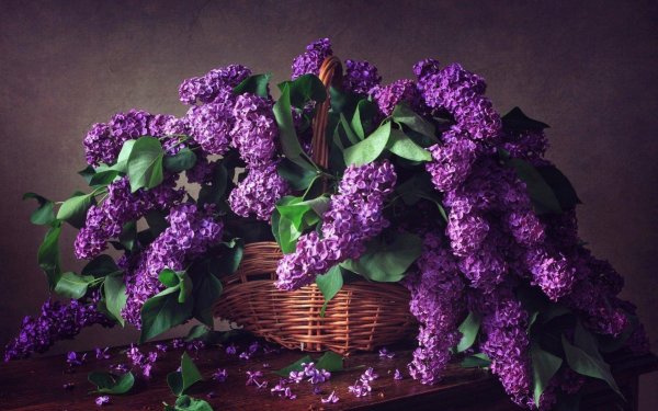 букет сирени