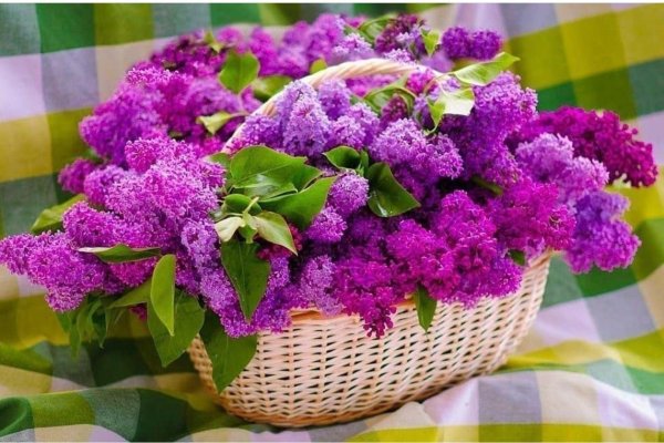 открытка с сиренью