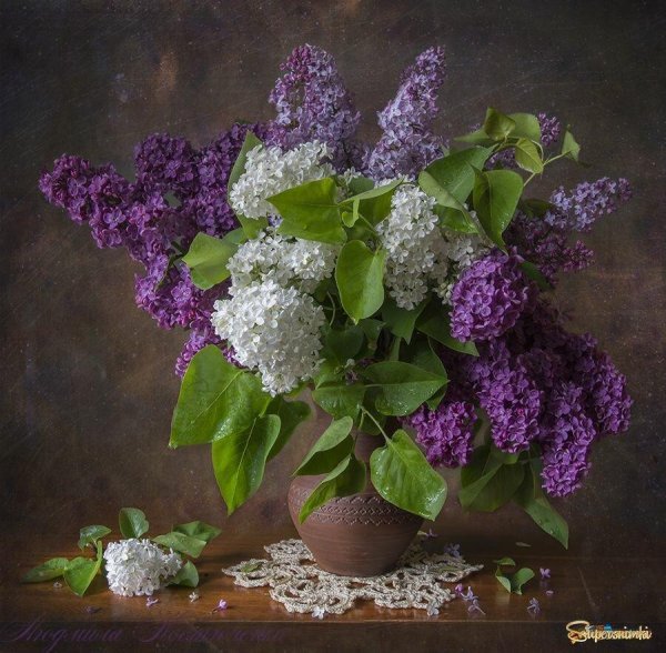 марина филатова фотонатюрморты сирени