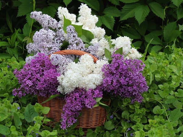 сирень рустика