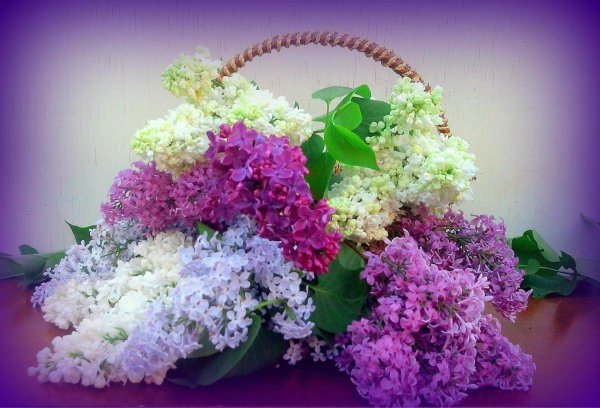 открытка с сиренью