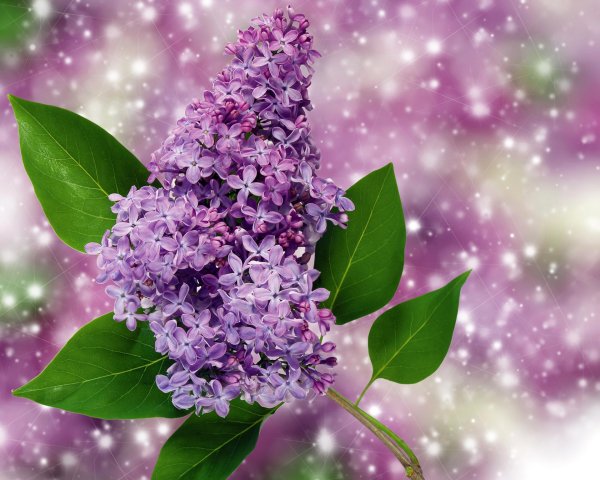 алмазная мозайка сирень