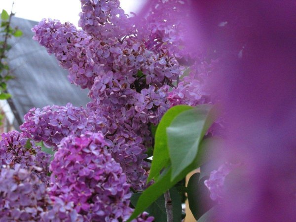 цветет сирень