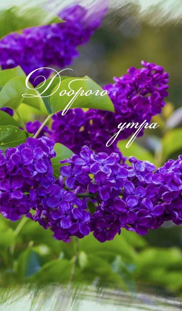 доброе утро с сиренью