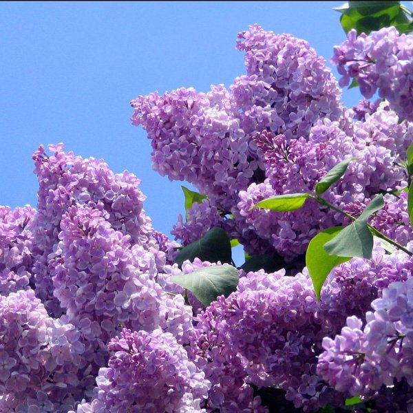 пятилистная сирень