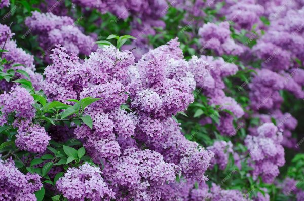 сирень вирджиния беккер