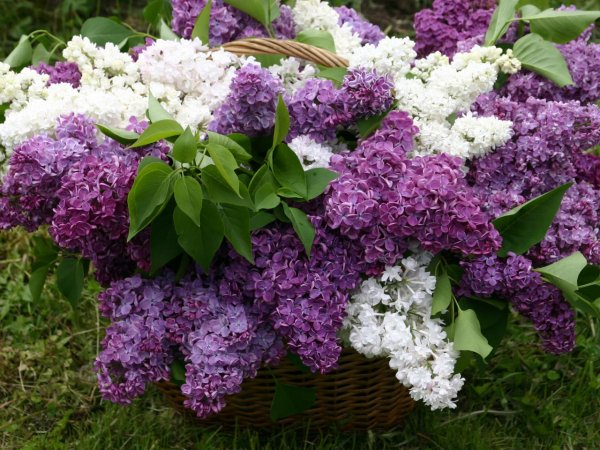 С цветами сирени