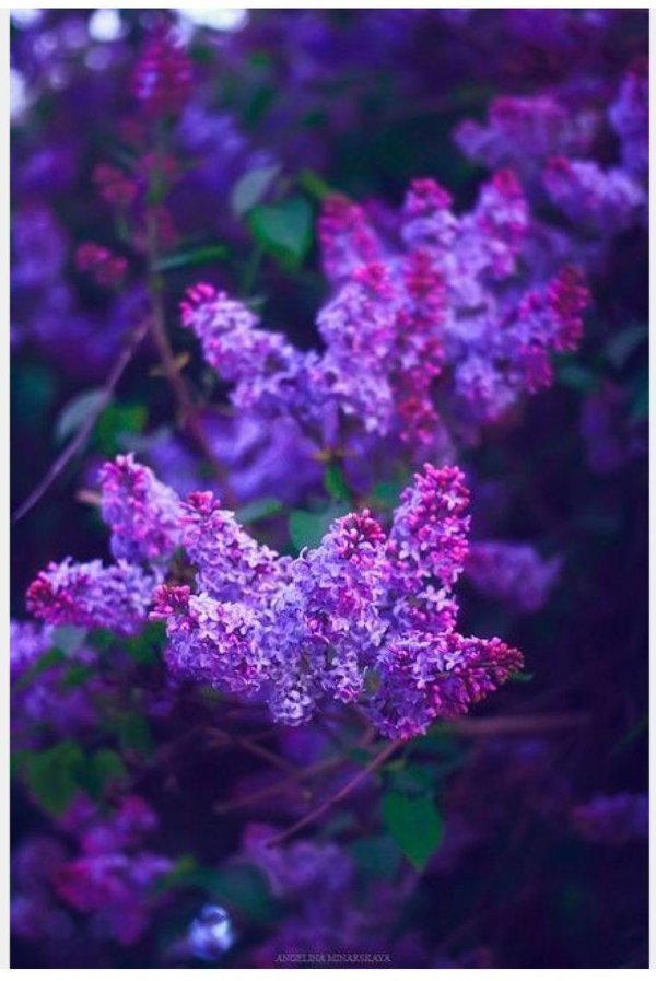 трехлистная сирень