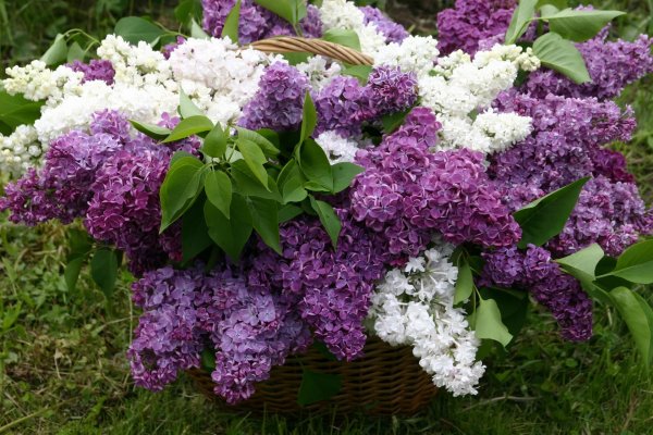 сирень суперба