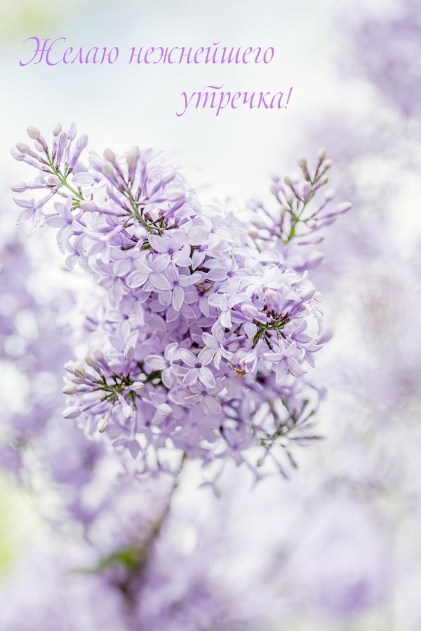 сирень весной