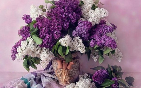 открытка с сиренью