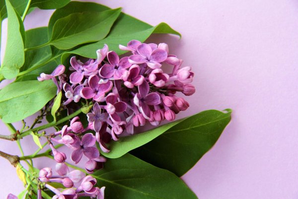 сирень ветка