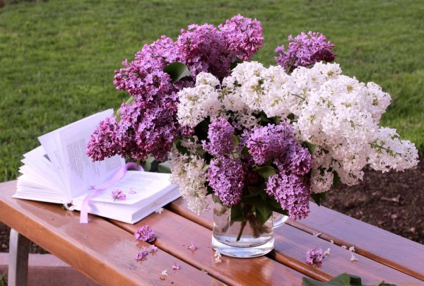 сирень фрэнк паттерсон