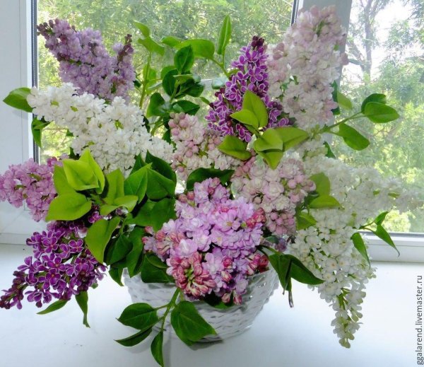 сирень вильгельм пфитцер