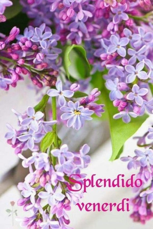 сирень примавера