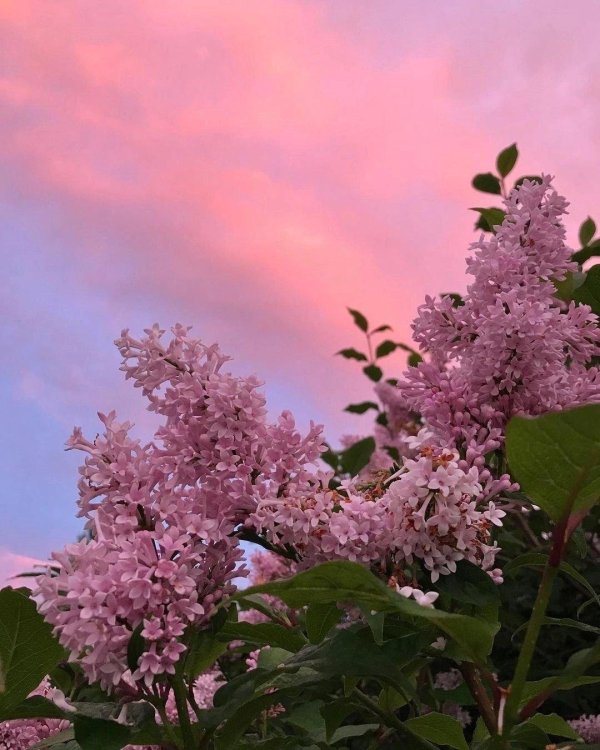 сирень весной