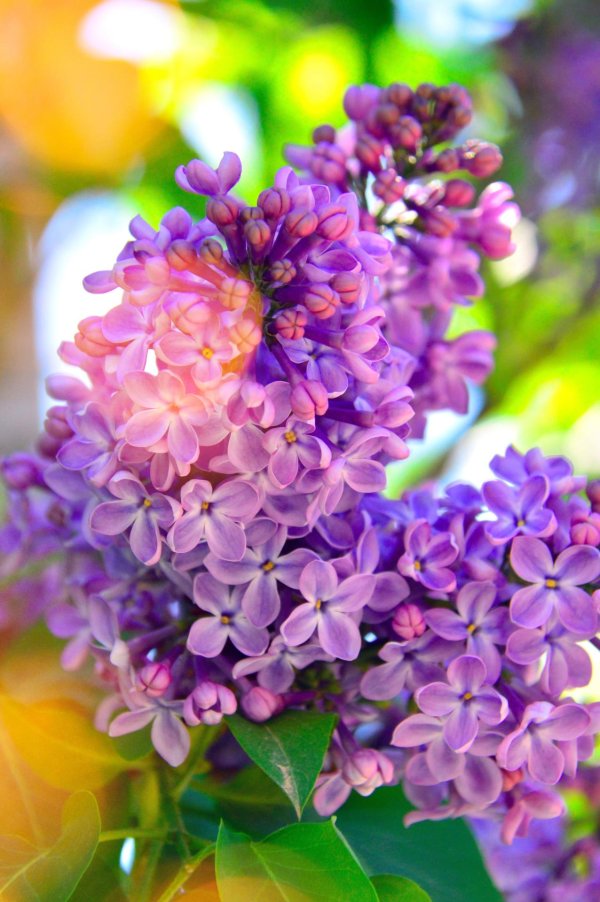 сирень соцветие