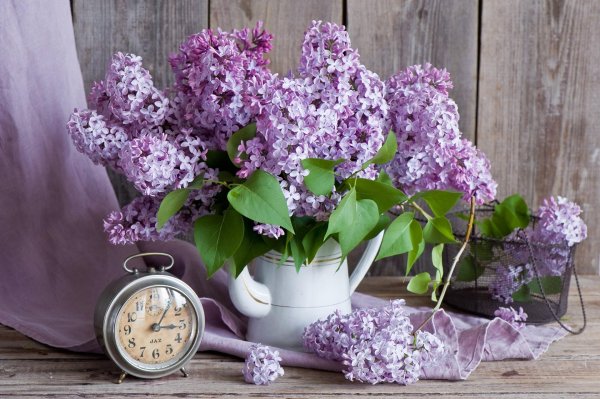 сирень натюрморт