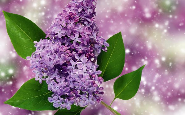 алмазная мозаика ветка сирени