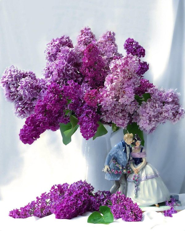 сирень персидская альба