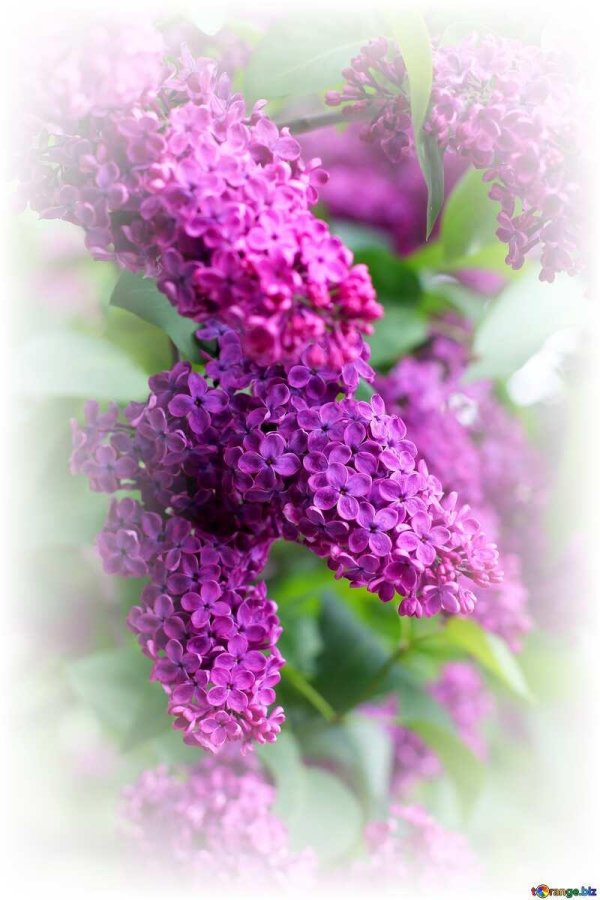 сирень цветёт