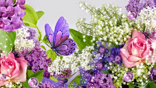 сиреневые цветы