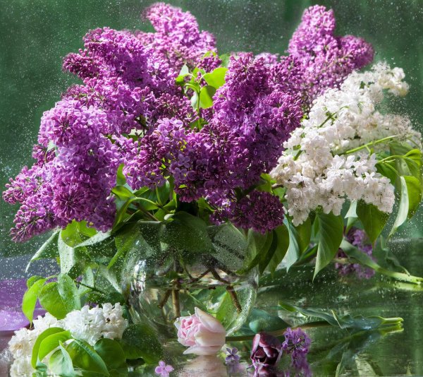 фотонатюрморты с сиренью сергея алексеева