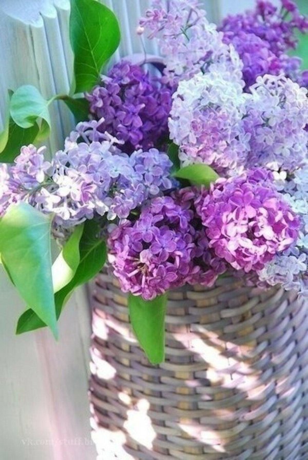 букет сирени