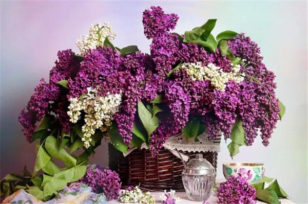 кончаловский букет сирени