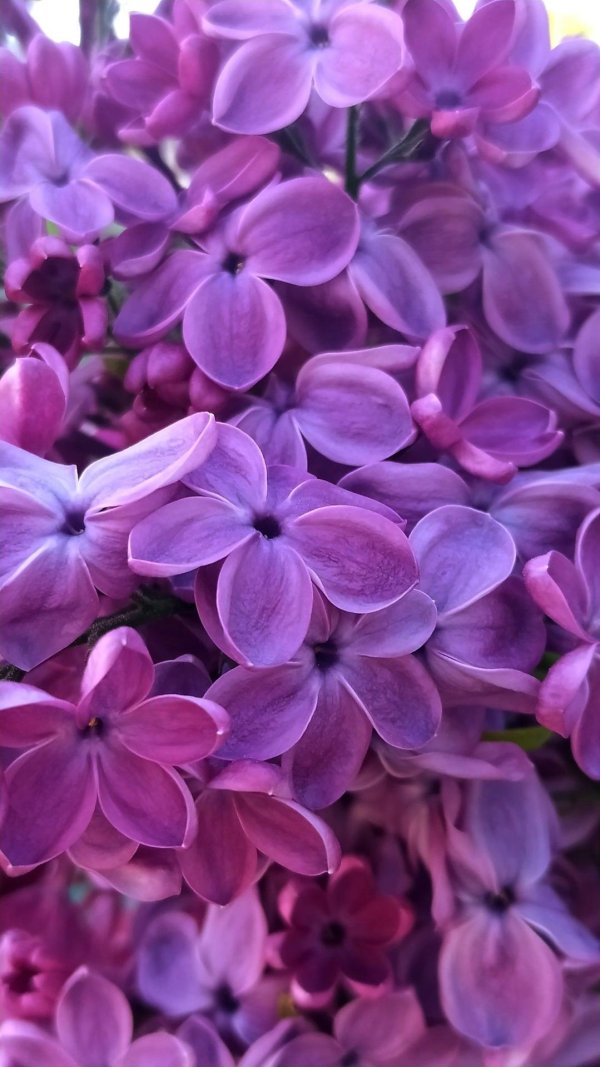 сирень фиолетовая