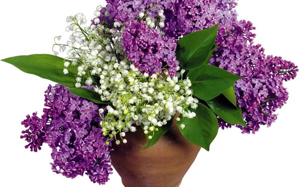 цветки сирени