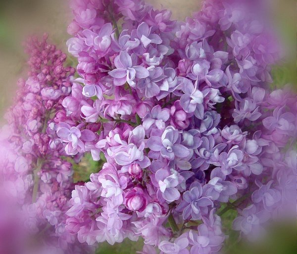 сирень свитхарт