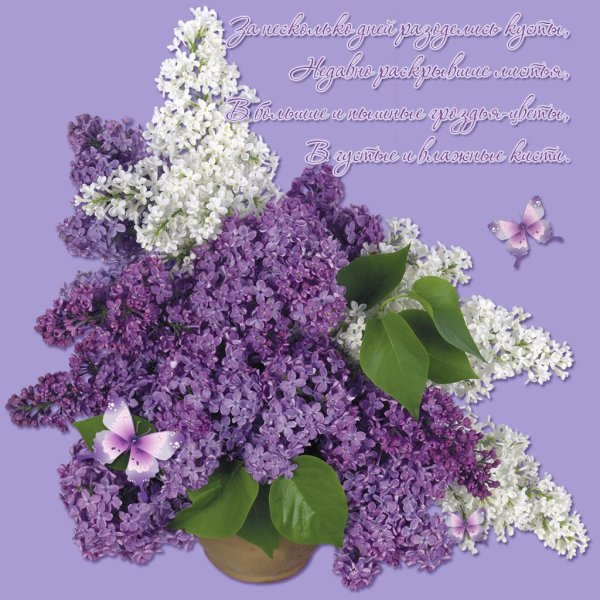 открытка с сиренью