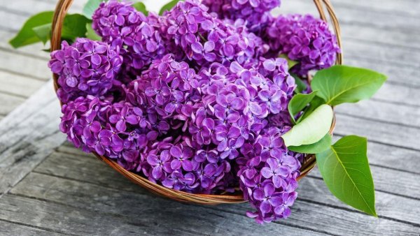 сирень сиреневая