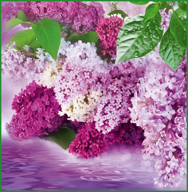 цветочки сирени