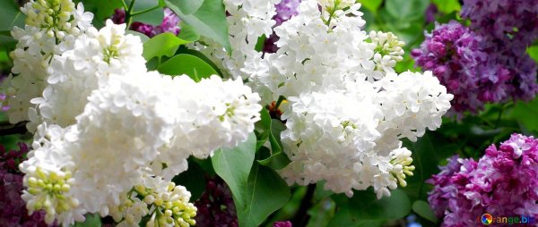 сирень алиса хардинг