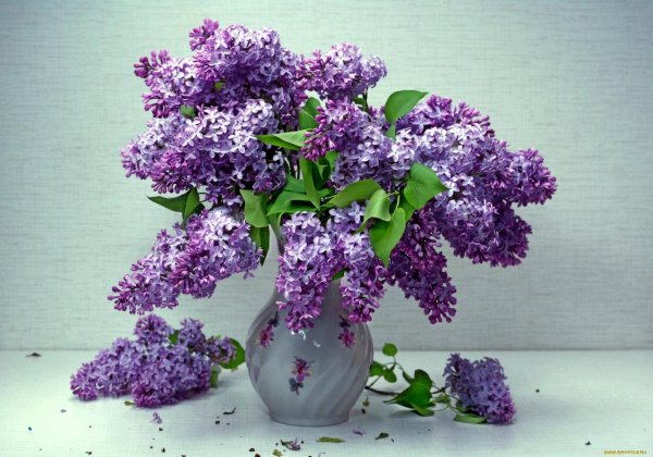 милетто сирень