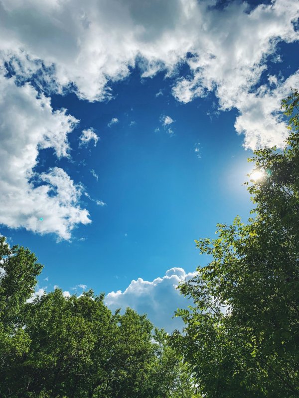 небо деревья