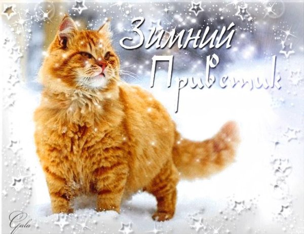 доброе утро зимние котики
