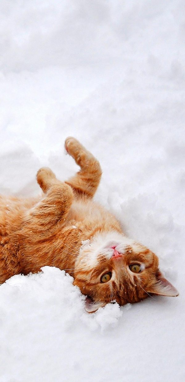 рыжий кот зимой