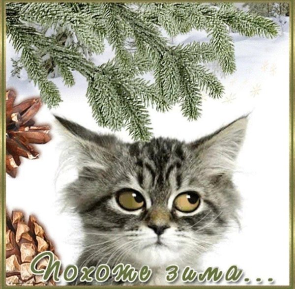 доброе утро зимние котики