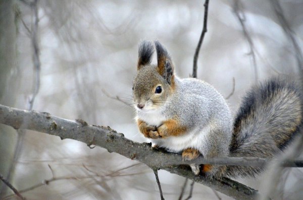 сибирская белка