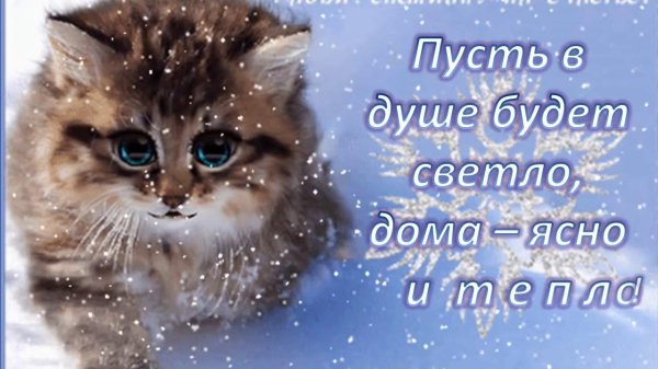 котенок красивый