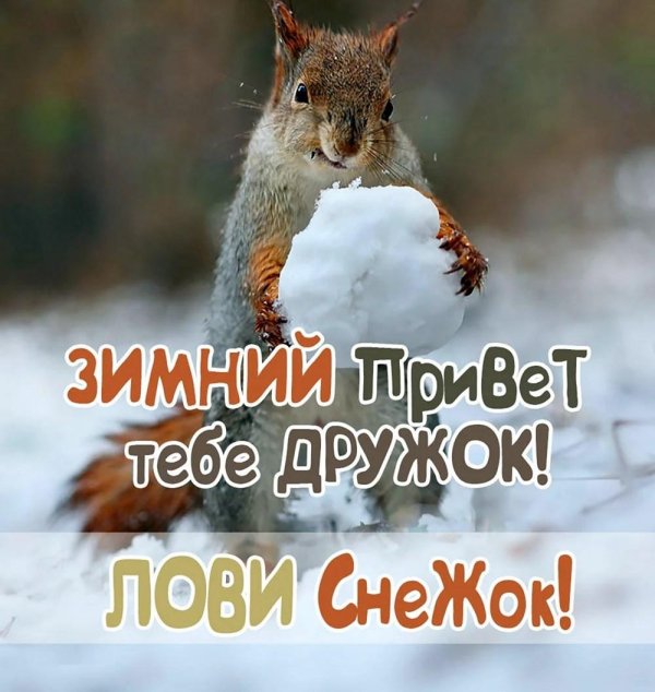 белка в снегу